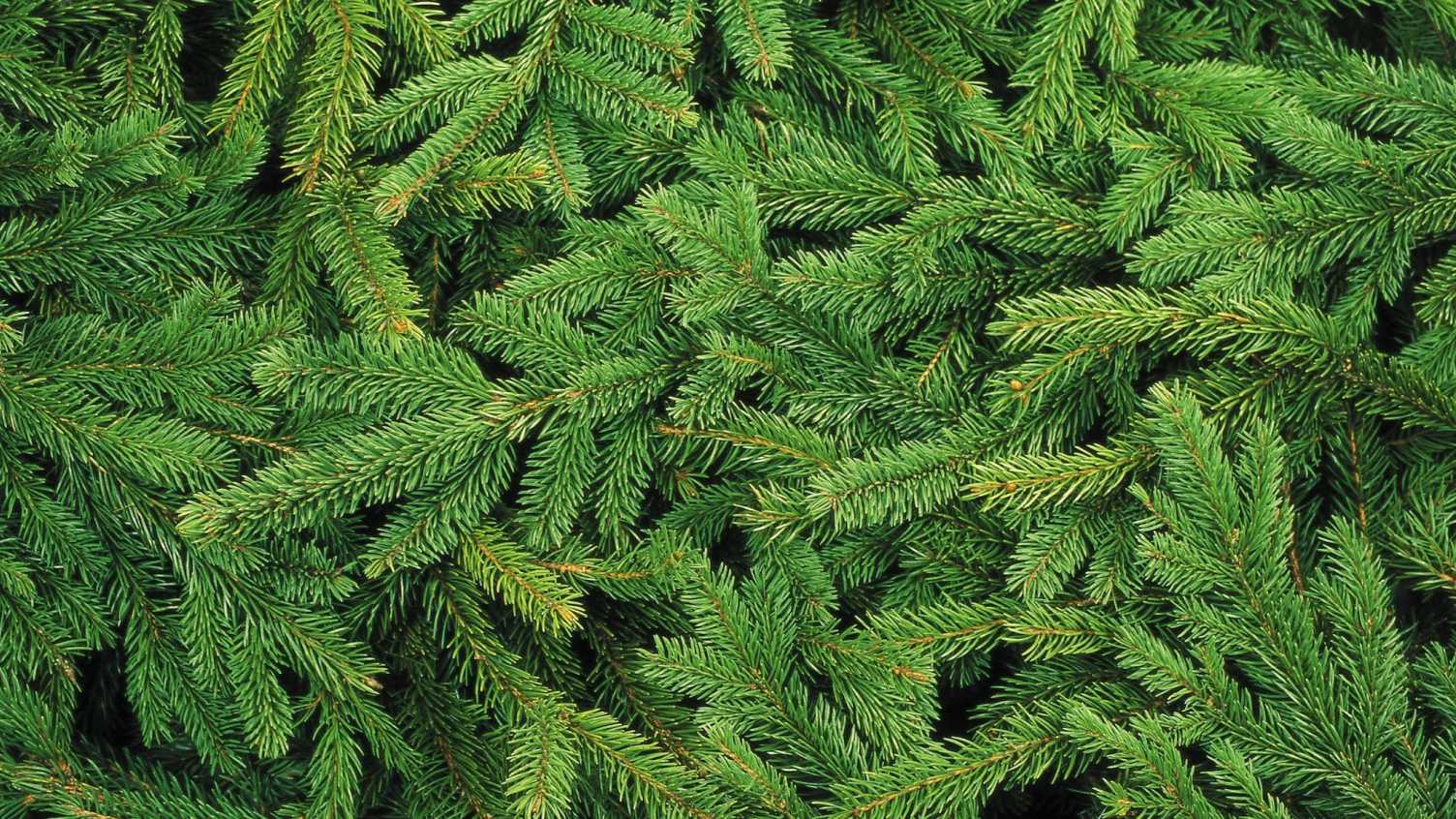 Thumbnail for Pine needles from old Christmas trees could produce new materials | CBE